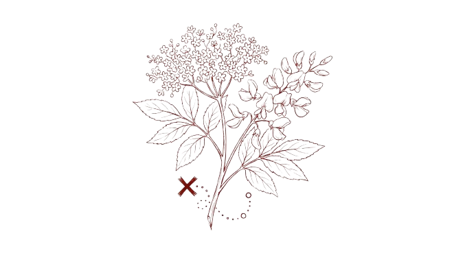 Fiori d'acacia e sambuco